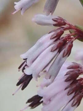 Image of Erica equisetifolia Salisb.