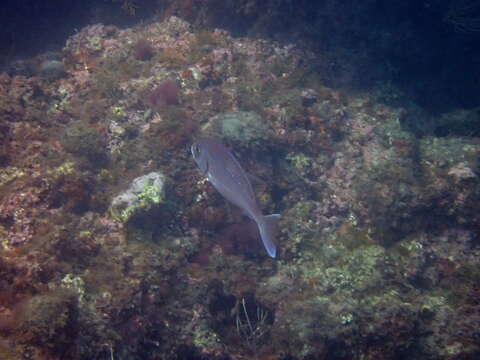 Image of Common Sea Bream