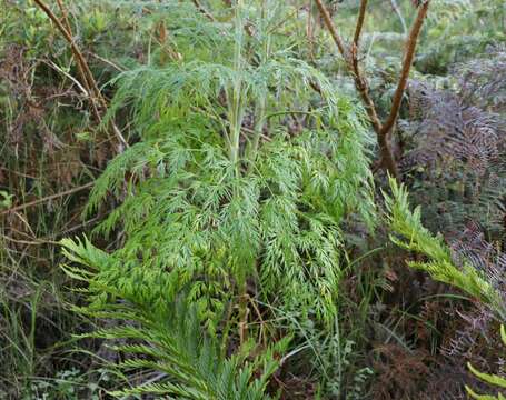 صورة Notobubon gummiferum (L.) Magee