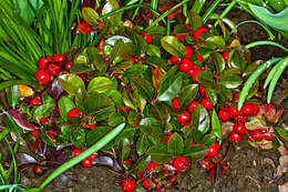 Image of eastern teaberry