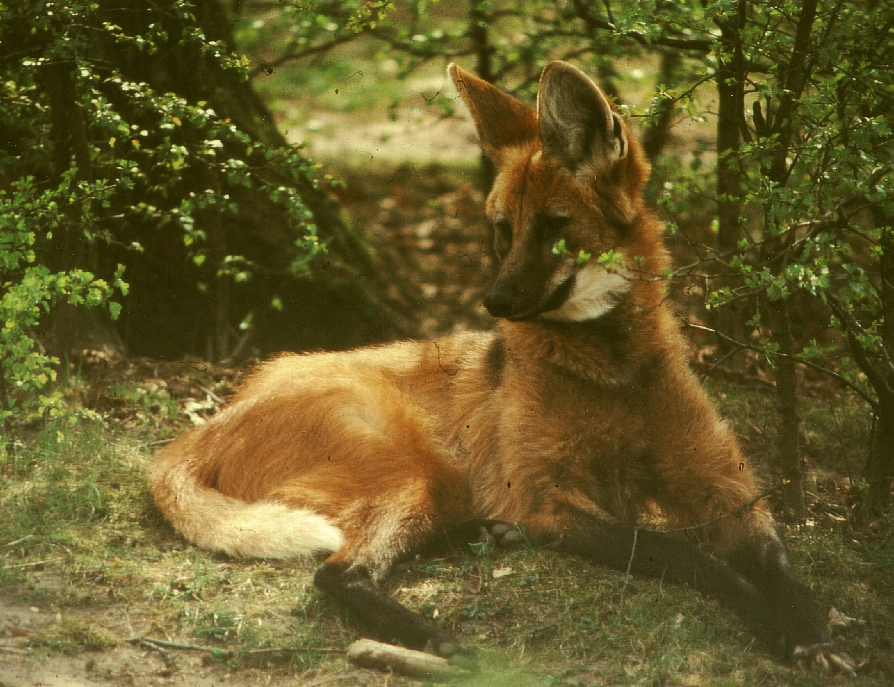 maned wolf order