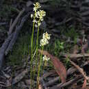 Image of Stackhousia monogyna Labill.