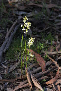 Image of Stackhousia monogyna Labill.