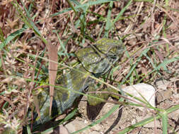 Image of Arabian Chameleon