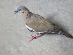 Image of West Peruvian Dove