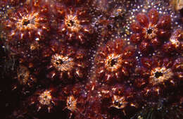 Image of Star ascidian