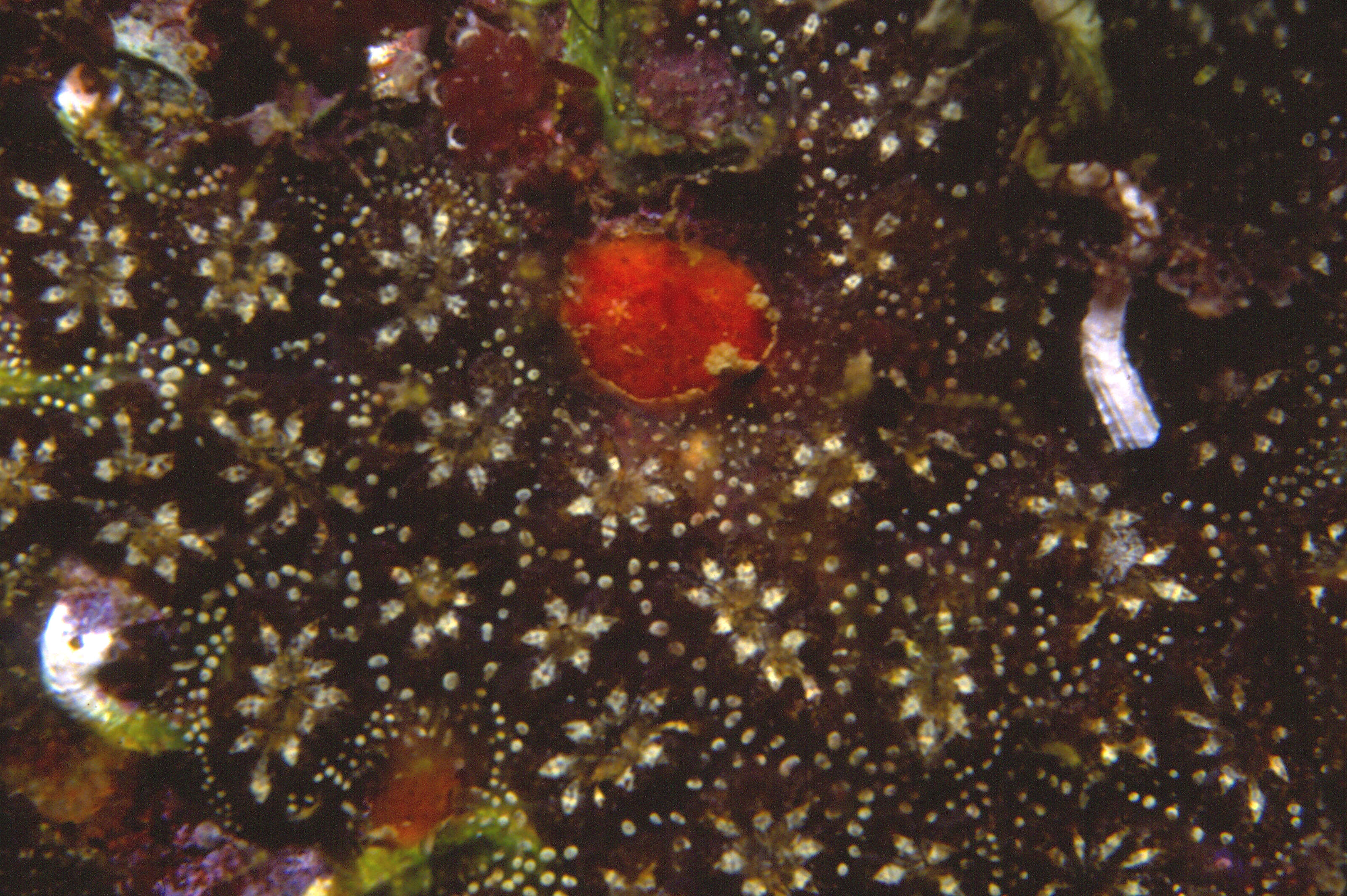 Image of Star ascidian