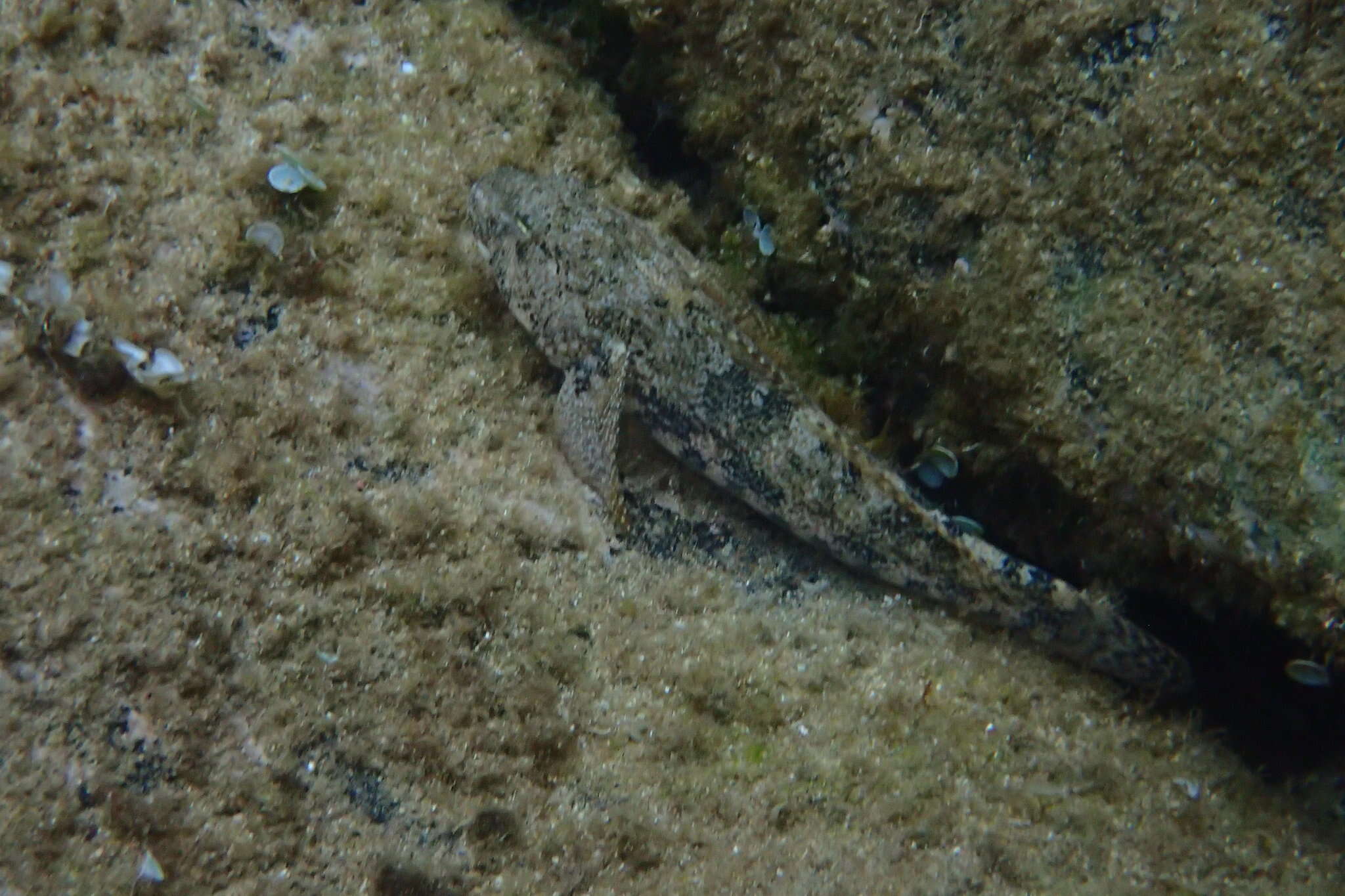 Image of Giant goby