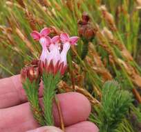 Image of Erica ampullacea var. ampullacea