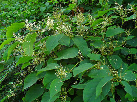 Image of Japanese Knotweed