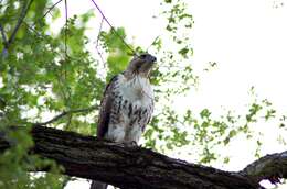 Image of Red-tailed Hawk