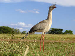 Image of Cariama Brisson 1760