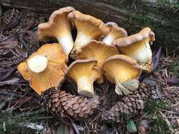 Image of Cantharellus roseocanus (Redhead, Norvell & Danell) Redhead, Norvell & Moncalvo 2012