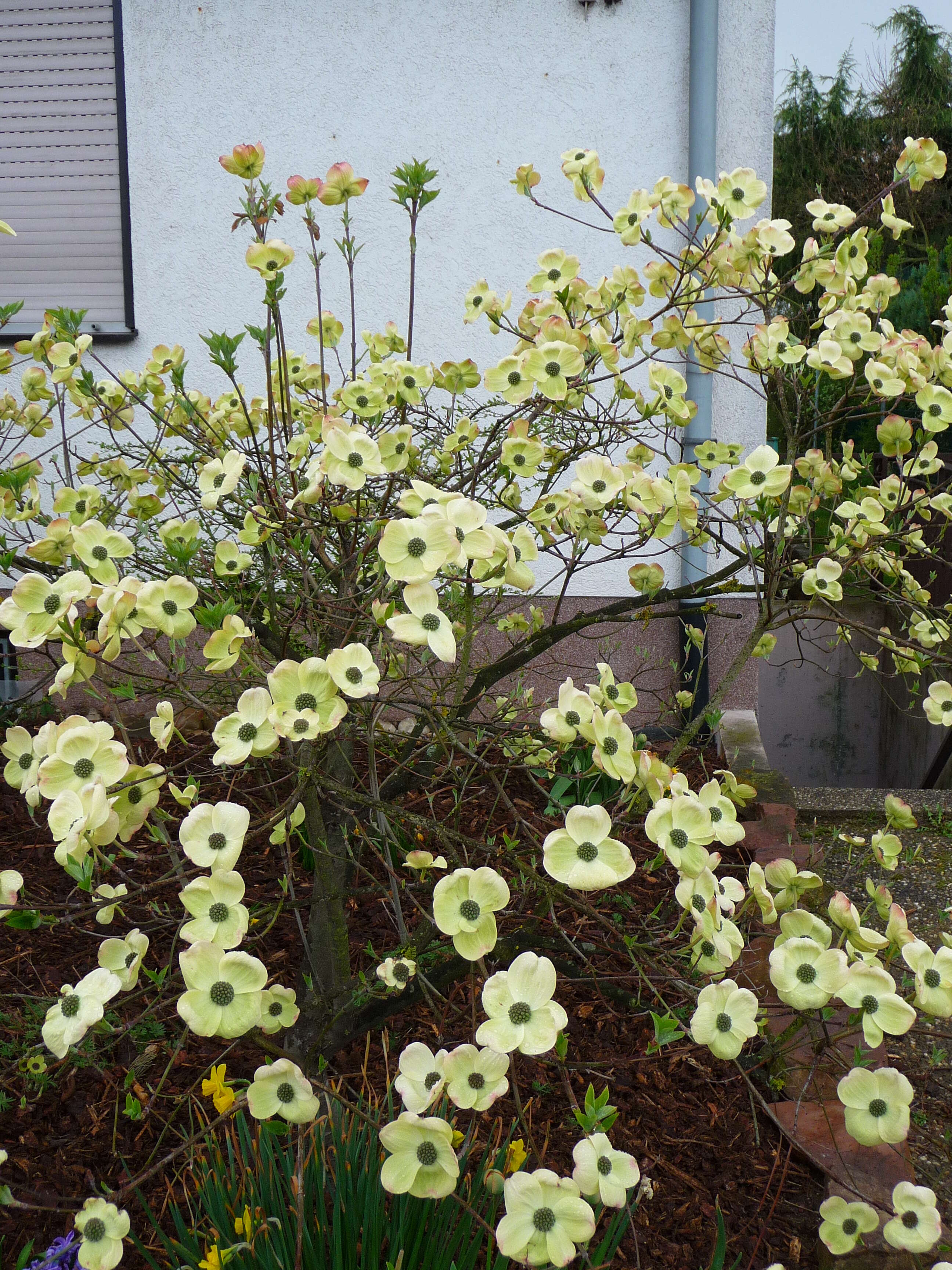 Image of flowering dogwood