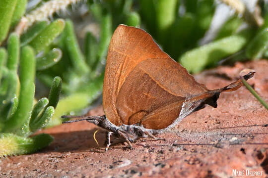 Image of Myrina silenus ficedula Trimen 1879