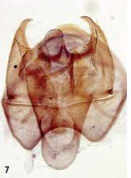 Image de Zimmermannia amani (Svensson 1966) van Nieukerken et al. 2016