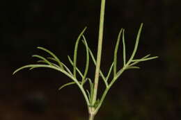 Image of Bidens pringlei Greenm.