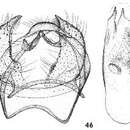 Image de Ectoedemia heckfordi van Nieukerken, A. Laštuvka & Z. Laštuvka 2010