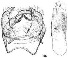 Image of Ectoedemia heckfordi van Nieukerken, A. Laštuvka & Z. Laštuvka 2010