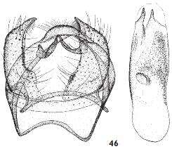 Image of Ectoedemia heckfordi van Nieukerken, A. Laštuvka & Z. Laštuvka 2010