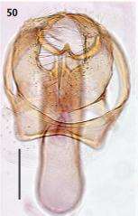 Image of Ectoedemia andalusiae van Nieukerken 1985