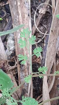 Plancia ëd Fumaria officinalis subsp. officinalis