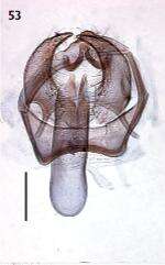 Image of Ectoedemia caradjai (Groschke 1944) Szocs 1981