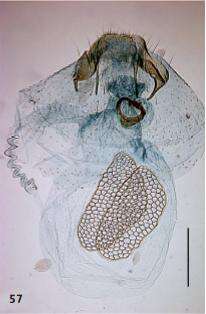 Image of Ectoedemia andalusiae van Nieukerken 1985
