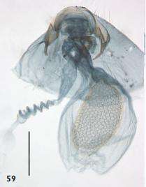 Image of Ectoedemia heckfordi van Nieukerken, A. Laštuvka & Z. Laštuvka 2010