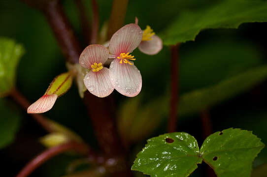 Image of Begonia oxyloba Welw. ex Hook. fil.