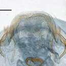 Image de Ectoedemia andalusiae van Nieukerken 1985