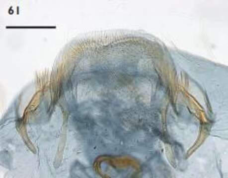 Image de Ectoedemia andalusiae van Nieukerken 1985