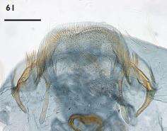 Image of Ectoedemia andalusiae van Nieukerken 1985