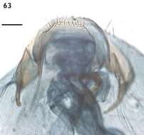 Image of Ectoedemia heckfordi van Nieukerken, A. Laštuvka & Z. Laštuvka 2010