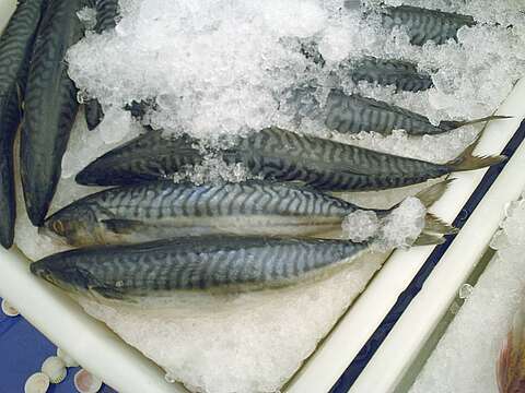 Image of Atlantic Mackerel