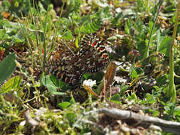 Image of Zerynthia rumina (Linnaeus 1758)