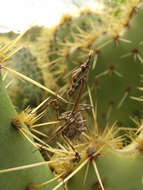 Image of Opuntia dillenii