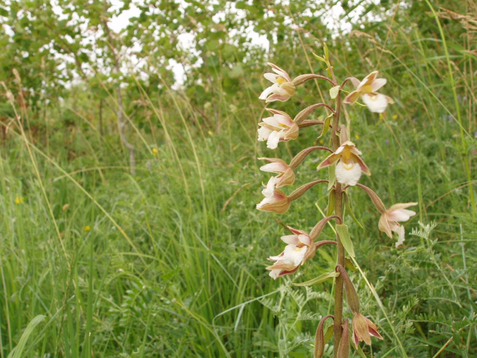 Imagem de Epipactis palustris (L.) Crantz