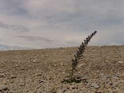 Imagem de Echium vulgare L.