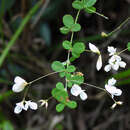 Lespedeza virgata (Murray) DC. resmi