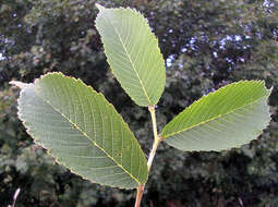Image of Japanese elm