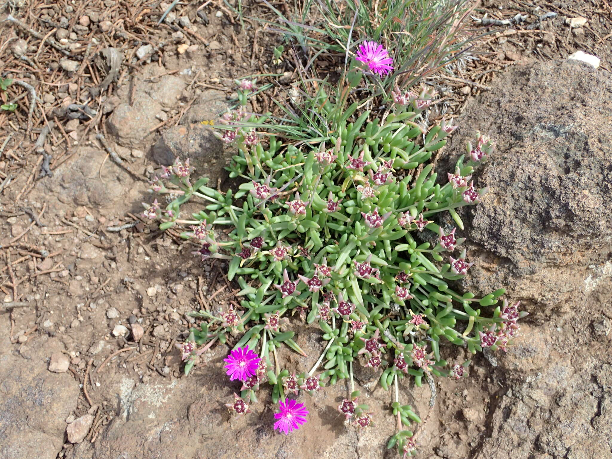 Imagem de Delosperma lavisiae L. Bol.