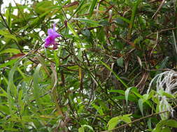 Image of Bletia catenulata Ruiz & Pav.