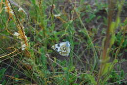 Image of Pontia helice (Linnaeus 1764)