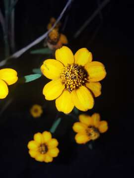 Image of narrowleaf zinnia