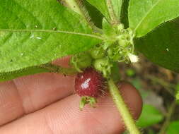 Image of Woolly Woodvine