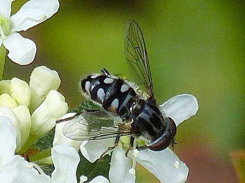 Imagem de Parhelophilus porcus (Walker 1849)