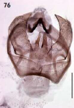 Image of Ectoedemia quinquella (Bedell 1848) Bradley et al. 1972