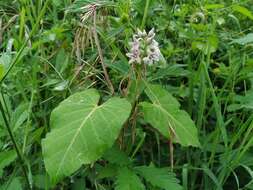 Image of Cynanchum rostellatum (Turcz.) Liede & Khanum