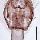 Image of Ectoedemia pseudoilicis Z. Laštuvka & A. Laštuvka 1998